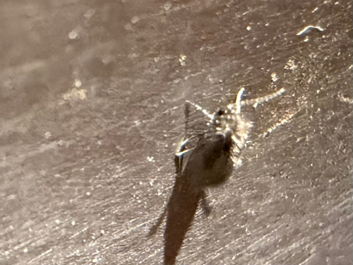 Unknown species found near Taylor Ave, Doylestown, PA, US