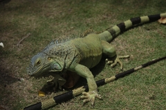 Iguana iguana