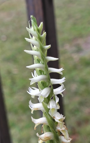 Marsh lady's tresses (Spiranthes odorata)