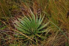 Puya clava-herculis