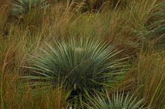 Puya clava-herculis