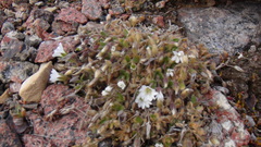 Cerastium bialynickii