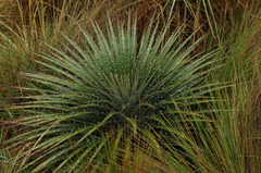 Puya clava-herculis