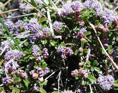 Ceanothus pumilus