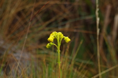 Senecio chionogeton