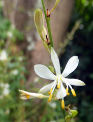 Chlorophytum comosum