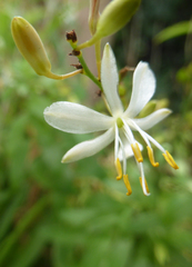 Chlorophytum comosum
