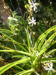 Chlorophytum comosum