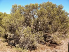 Melaleuca acuminata