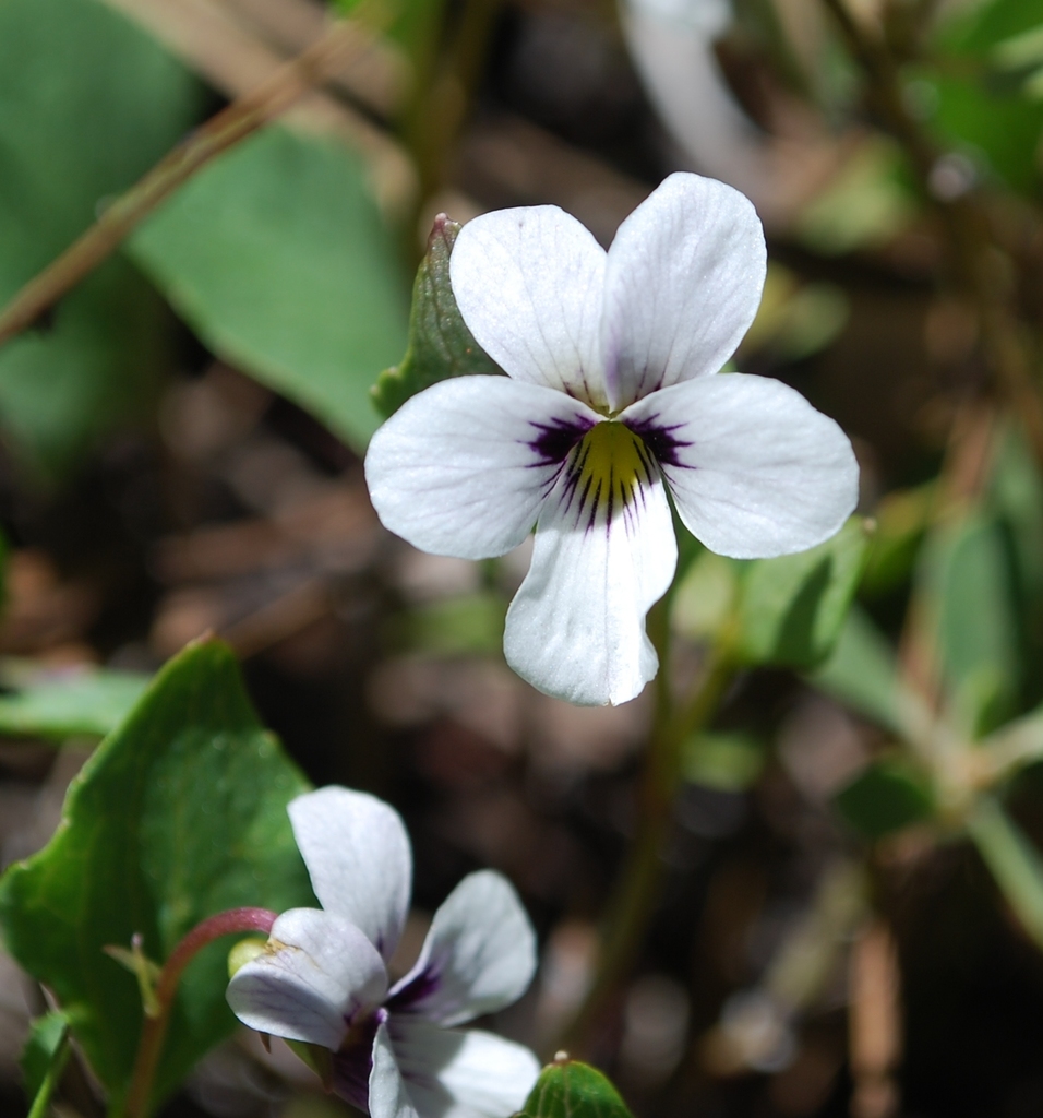northern two-eyed violet