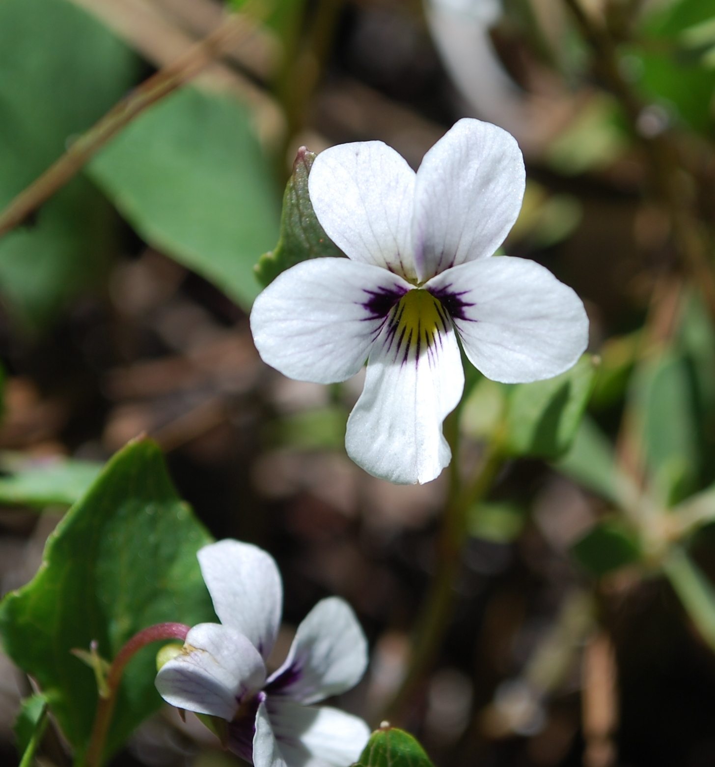 Viola cuneata