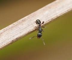 Rhytidoponera victoriae