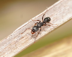 Rhytidoponera victoriae