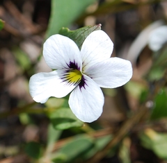 Viola cuneata