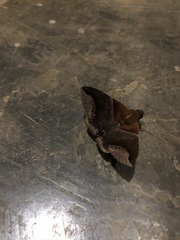 Poaphilini