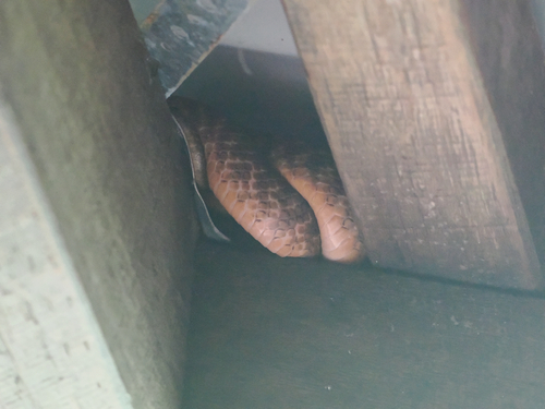 Brown Tree Snake sighting