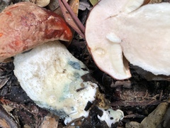 Leccinum manzanitae