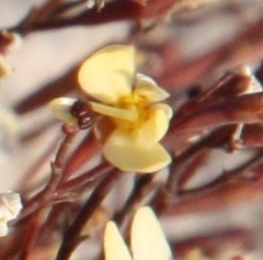Stylidium rupestre