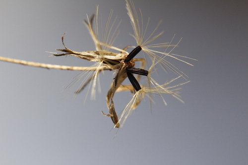 Panicled Hawkweed (Hieracium paniculatum)