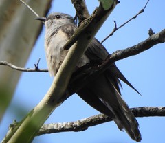 Cacomantis variolosus
