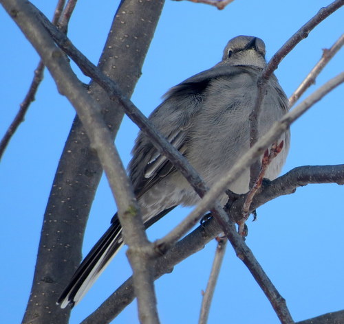 Myadestes townsendi