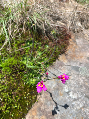 Craterostigma wilmsii (Craterostigma wilmsii)