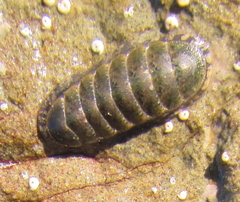 Ischnochiton maorianus