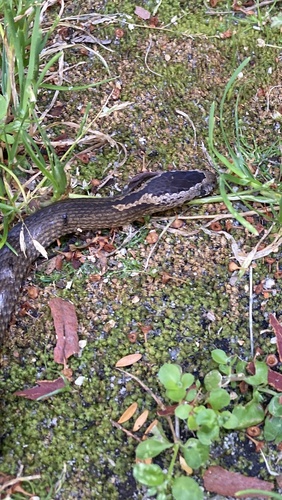 Golden-crowned Snake sighting