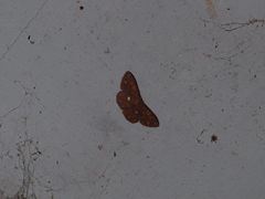 Discoglypha locupletata