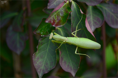 Hierodula patellifera