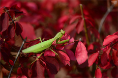 Hierodula patellifera