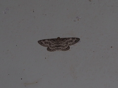 Percnia suffusa