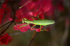 Hierodula patellifera