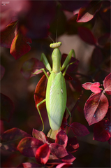 Hierodula patellifera