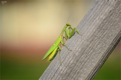 Hierodula patellifera