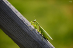 Hierodula patellifera