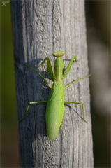 Hierodula patellifera