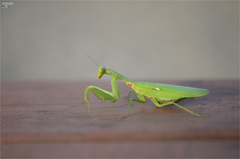 Hierodula patellifera