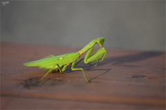 Hierodula patellifera