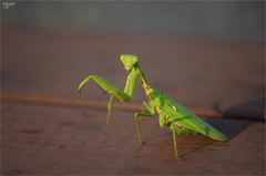 Hierodula patellifera