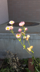 Erigeron philadelphicus