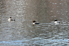 Mergus merganser