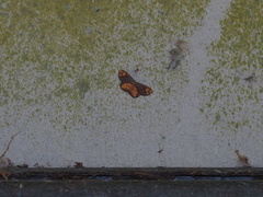 Metallaxis semiustus