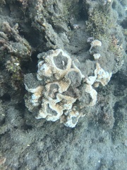 Montipora capitata