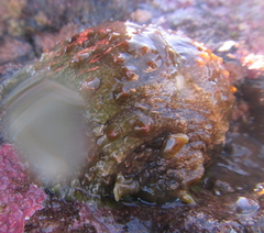 Dolabrifera brazieri