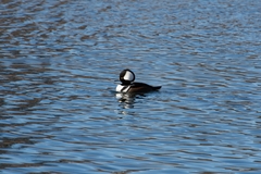 Lophodytes cucullatus