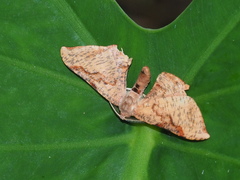 Hypochrosis baenzigeri