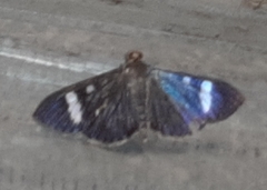 Erilusa leucoplagalis