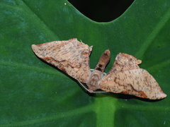 Hypochrosis baenzigeri