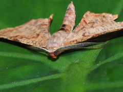 Hypochrosis baenzigeri
